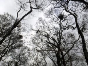 2023.2.12 椿丸•菰釣山(尾根歩き)