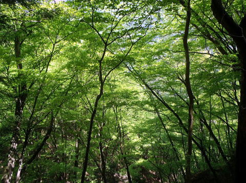 2018.4.28-29　峰集落跡（尾根歩き）