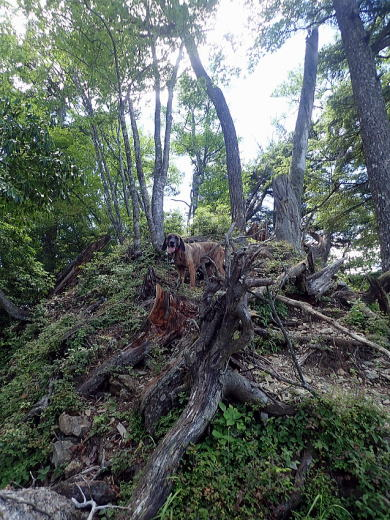 2018.6.30　鷹ノ巣山（尾根歩き）