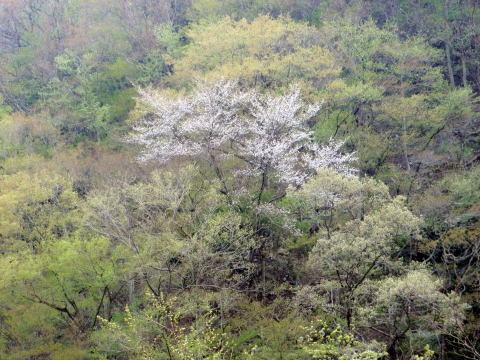 2013.4.14　山伏峠～西丸～東丸（尾根歩き）