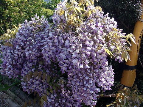 2013.4.28 塔ノ岳(尾根歩き)
