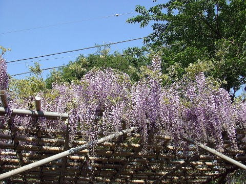2013.4.28 塔ノ岳(尾根歩き)