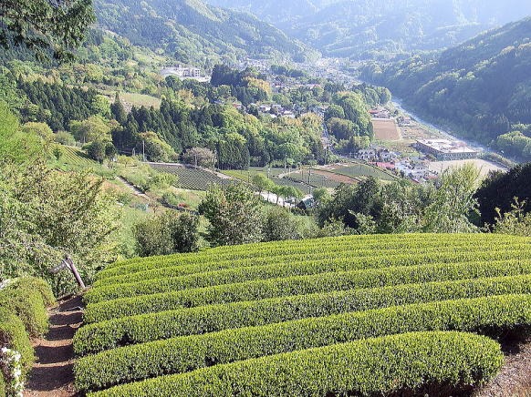 2013.4.28 塔ノ岳(尾根歩き)