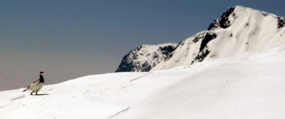 2013.5.3-6　白馬岳 小蓮華尾根（雪山）