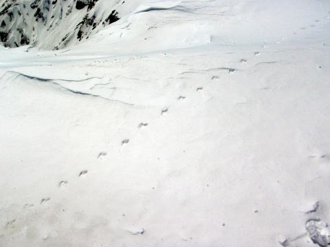 2013.5.3-6　白馬岳 小蓮華尾根（雪山）