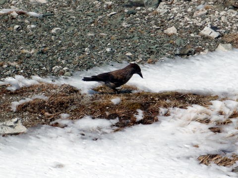 2013.5.3-6　白馬岳 小蓮華尾根（雪山）