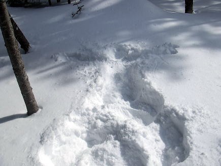 2013.2.16-17　北横岳（雪山）