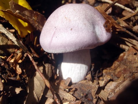 2013.11.3　サカリ山（尾根歩き）