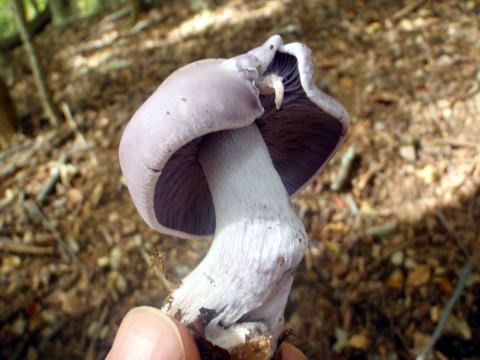 2013.11.3　サカリ山（尾根歩き）