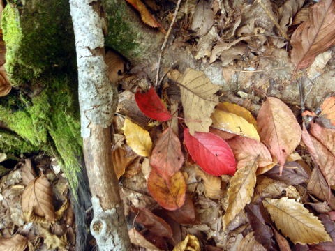 2013.11.3　サカリ山（尾根歩き）