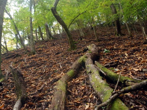 2013.11.3　サカリ山（尾根歩き）