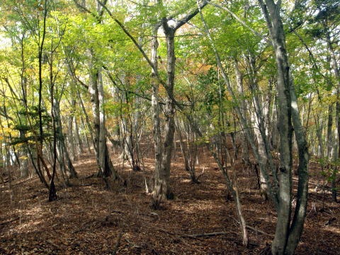 2013.11.3　サカリ山（尾根歩き）