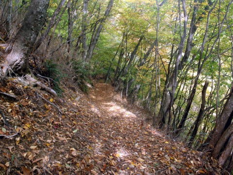2013.11.3　サカリ山（尾根歩き）