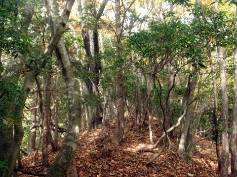 2013.11.3　サカリ山（尾根歩き）