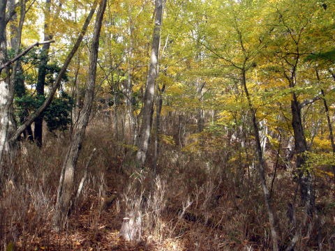 2013.11.3　サカリ山（尾根歩き）