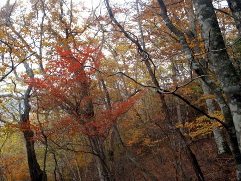 2013.11.3　サカリ山（尾根歩き）