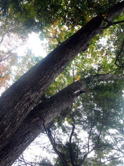 2013.11.3　サカリ山（尾根歩き）