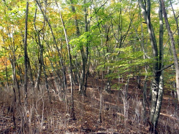2013.11.3　サカリ山（尾根歩き）