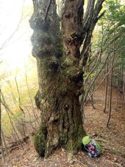 2013.11.3　サカリ山（尾根歩き）