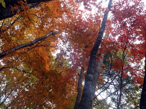 2013.11.3　サカリ山（尾根歩き）