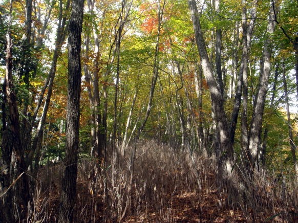 2013.11.3　サカリ山（尾根歩き）