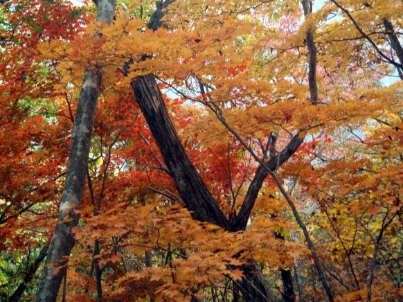 2013.11.3　サカリ山（尾根歩き）