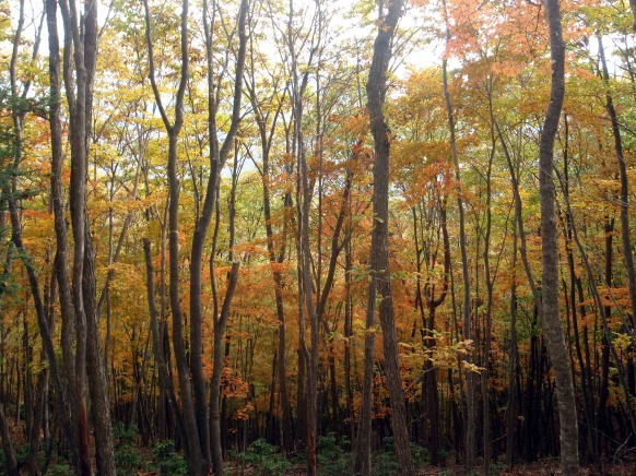 2013.11.3　サカリ山（尾根歩き）