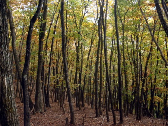2013.11.3　サカリ山（尾根歩き）