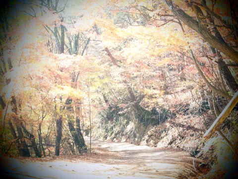 2013.11.17 足和田山(尾根歩き)