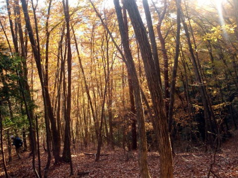 2013.11.24 サカリ山(尾根歩き)