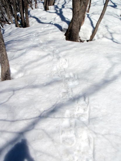 2013.3.16-17 雨ヶ立山(雪山)