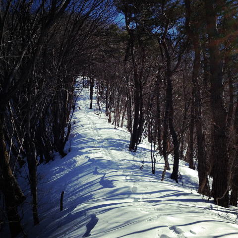 2012.2.4　中央線沿線・笹子雁ヶ腹摺山～小路沢ノ頭北尾根（尾根歩き）