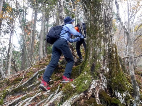 2023.11.18　丹沢 権現山（尾根歩き）
