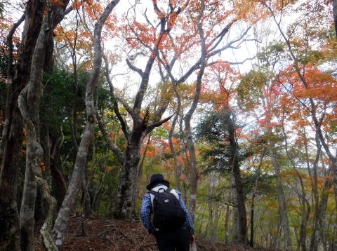 2023.11.18　丹沢 権現山（尾根歩き）