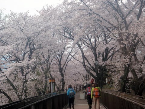 2012.4.15　ナットウ箱山（尾根歩き）