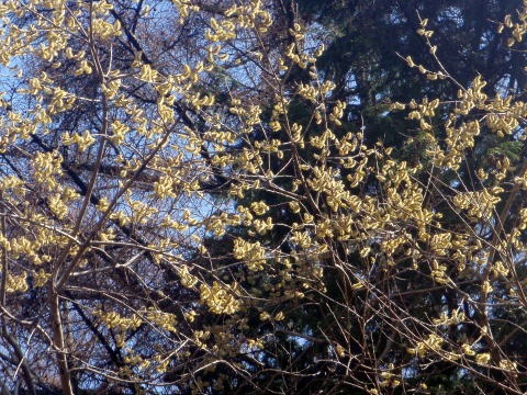 2012.4.15　ナットウ箱山（尾根歩き）