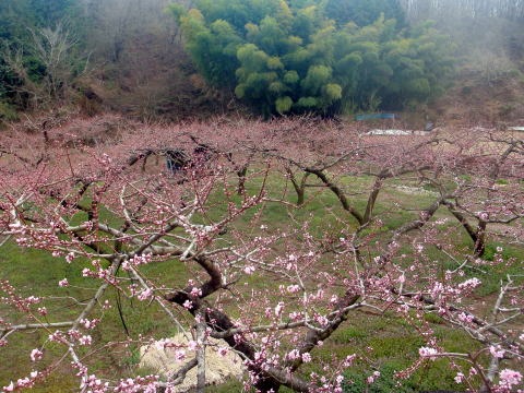 2012.4.15　ナットウ箱山（尾根歩き）