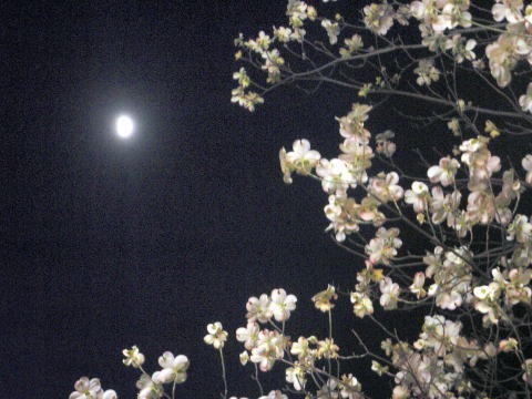 2012.4.30　丹沢・懸垂岩（岩トレ）
