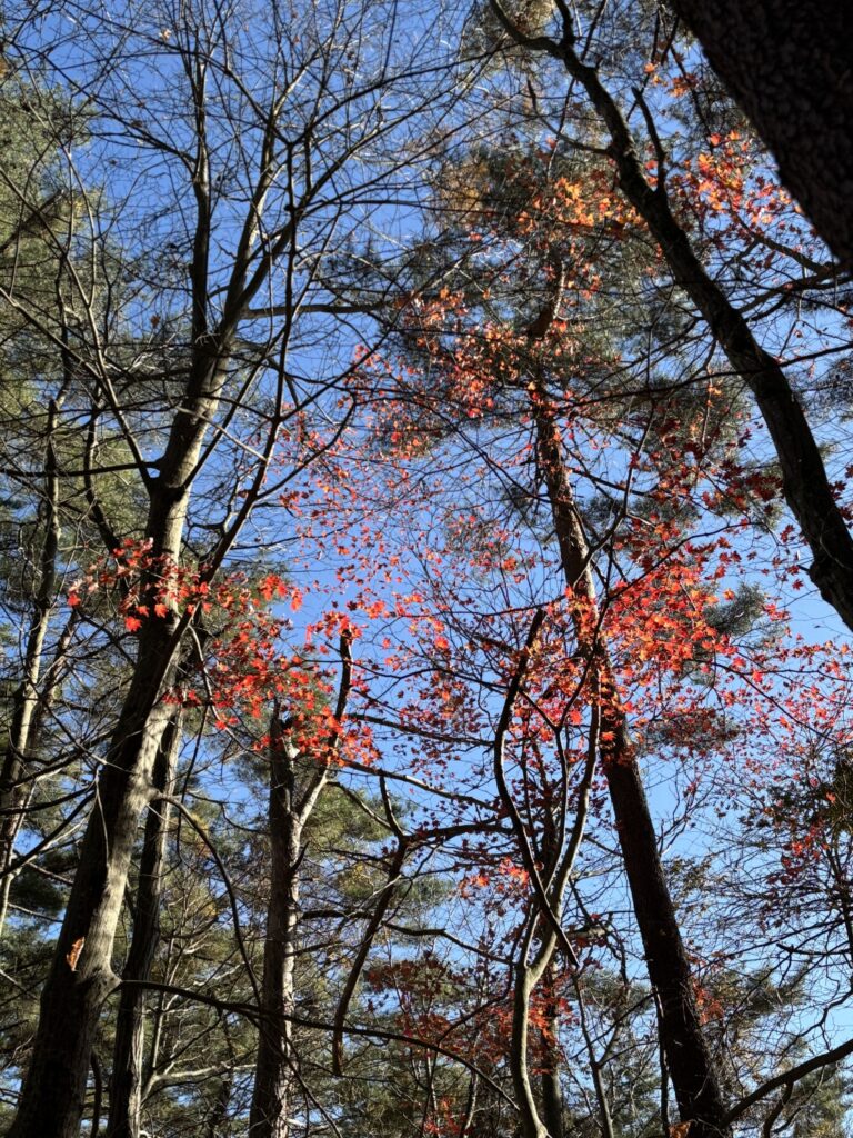 2025.11.30　赤指山（尾根歩き）
