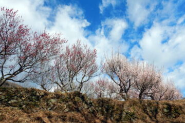 2024.1.27　幕山 花見（尾根歩き・イベント）