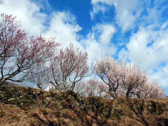 2024.1.27　幕山 花見（尾根歩き・イベント）