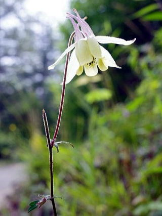 2024.8.4　牛奥ノ雁ヶ腹摺山（尾根歩き）