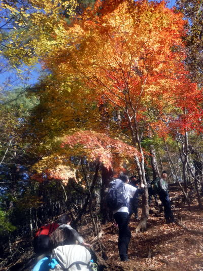 2024.11.24 滝子山(尾根歩き)