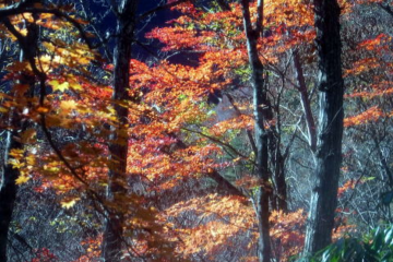 2024.11.24　滝子山（尾根歩き）