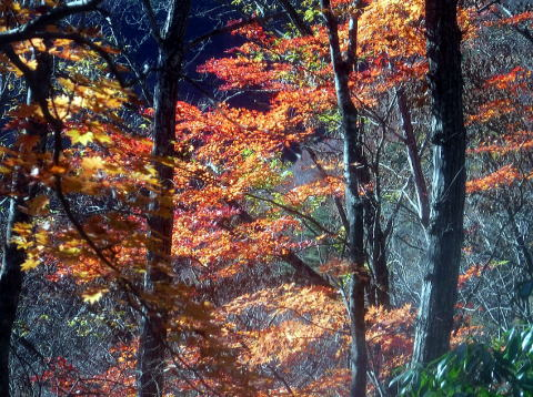 2024.11.24 滝子山(尾根歩き)