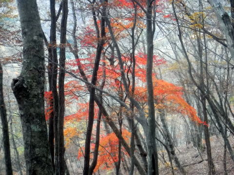 2024.11.24 滝子山(尾根歩き)