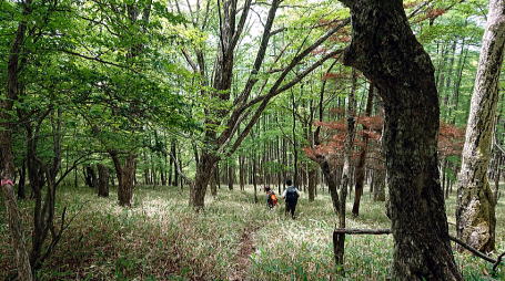 2021.06.12 日光・三ノ宿山(尾根歩き)