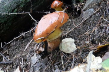 2020.10.11　帯那山周辺きのこ狩り（ハイキング）