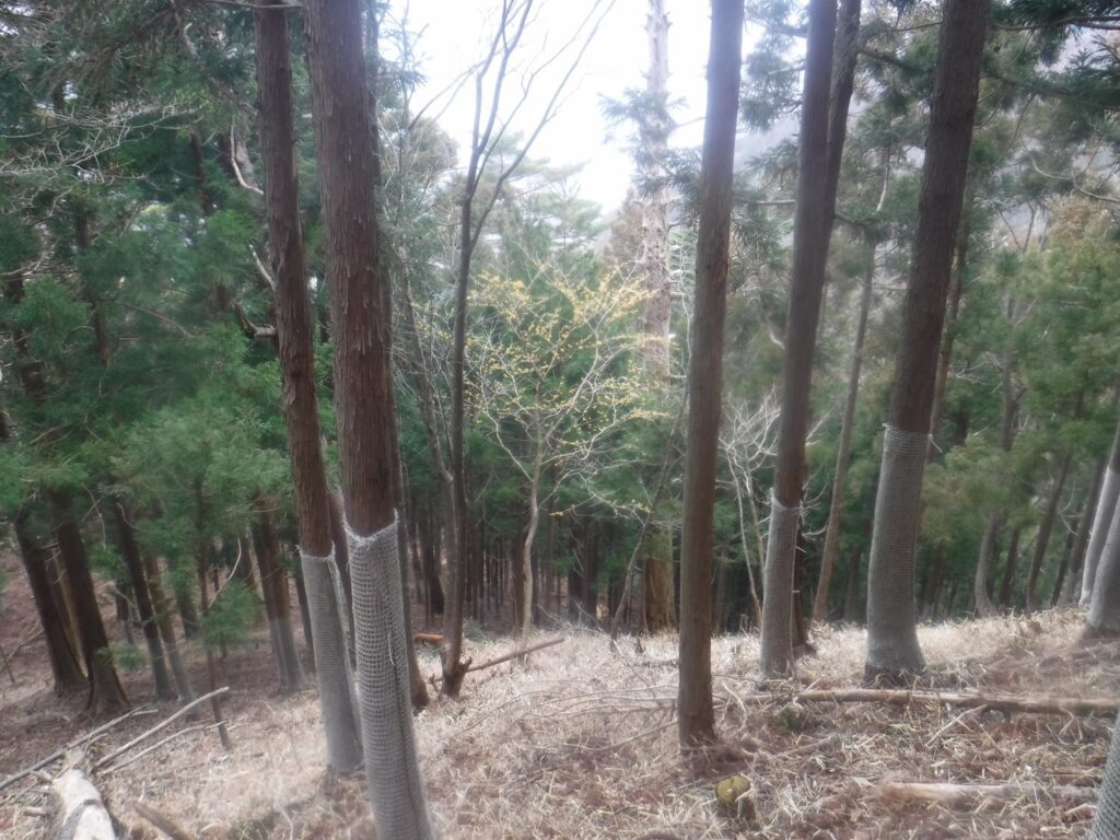 2026.3.20-22 小佐飛山(雪山)