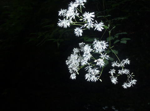 2016.7.23-24 大荒川谷(沢登り)